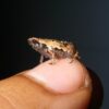 新種の極小カエルを発見　ホチキスの針サイズ | ナショナル ジオグラフィック日本版サ